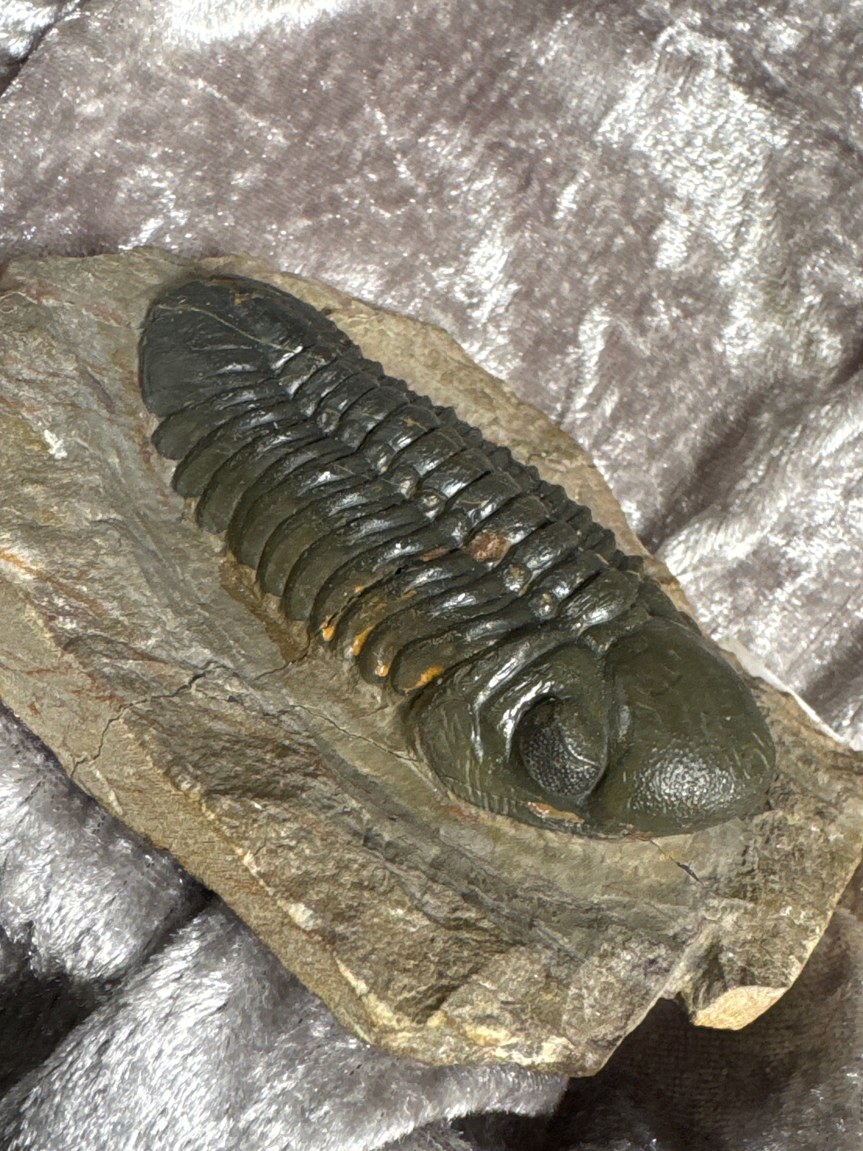 Fossils
