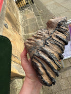 Fossilised Woolley Mammoth Tooth