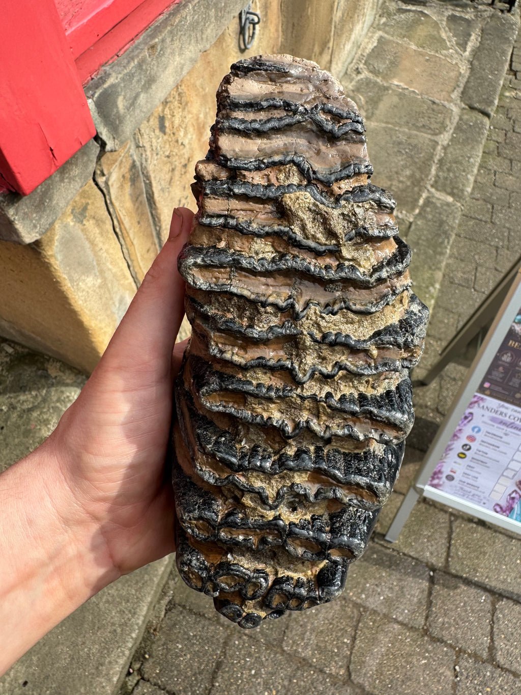 Fossilised Woolley Mammoth Tooth