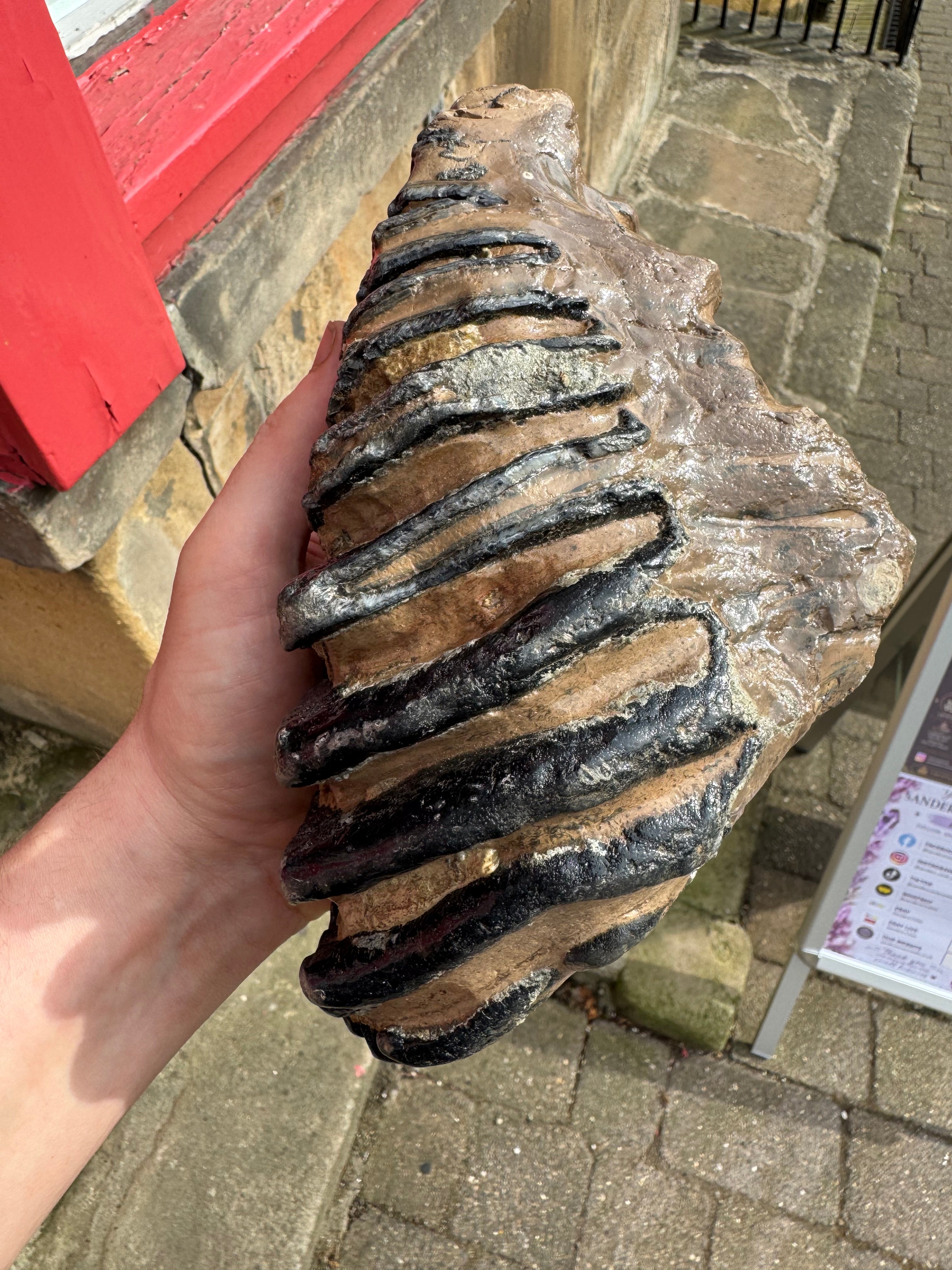Fossilised Woolley Mammoth Tooth