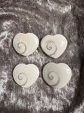 Shiva Shell Shape