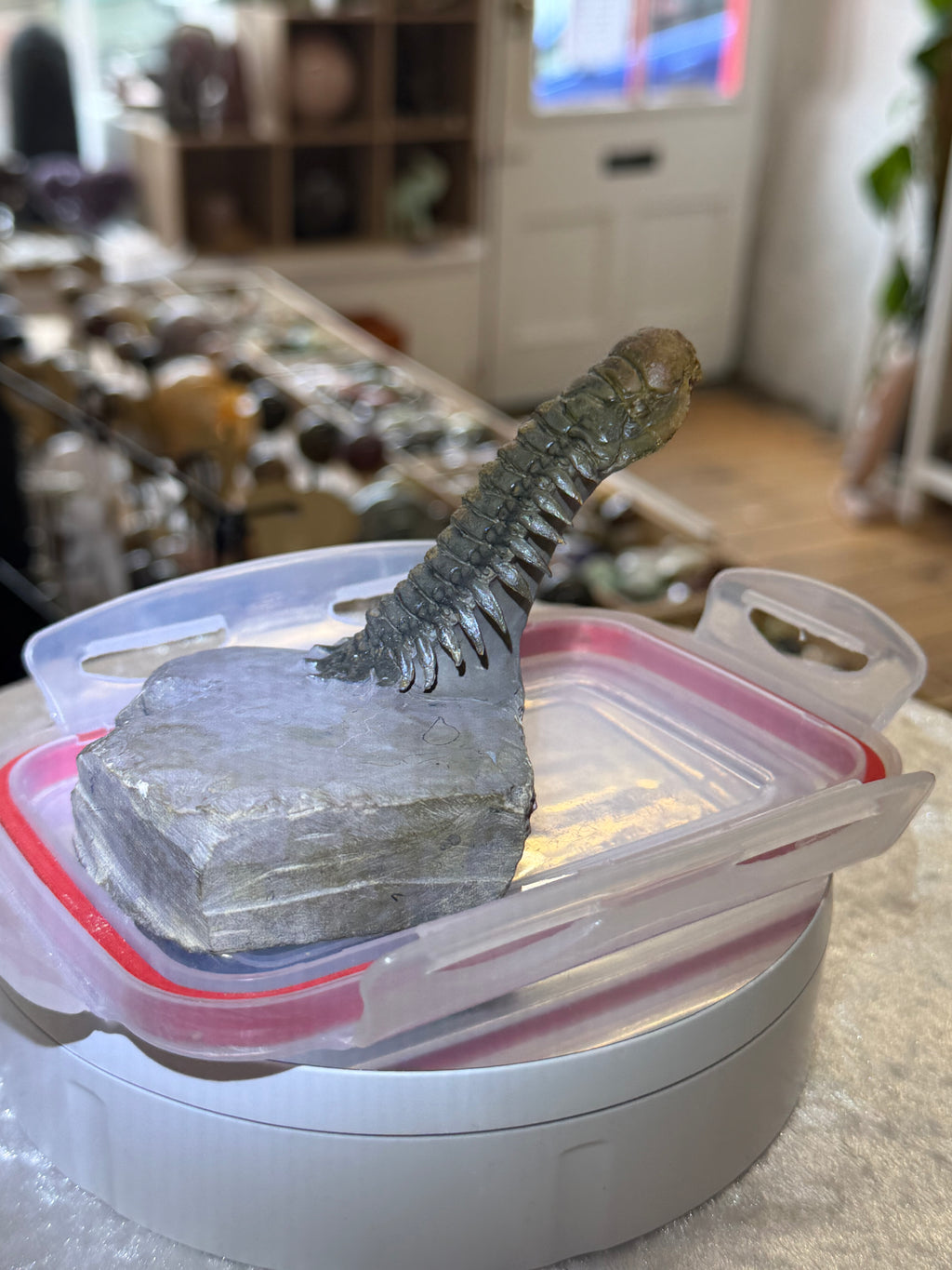 Moroccan Trilobite Fossil on Matrix