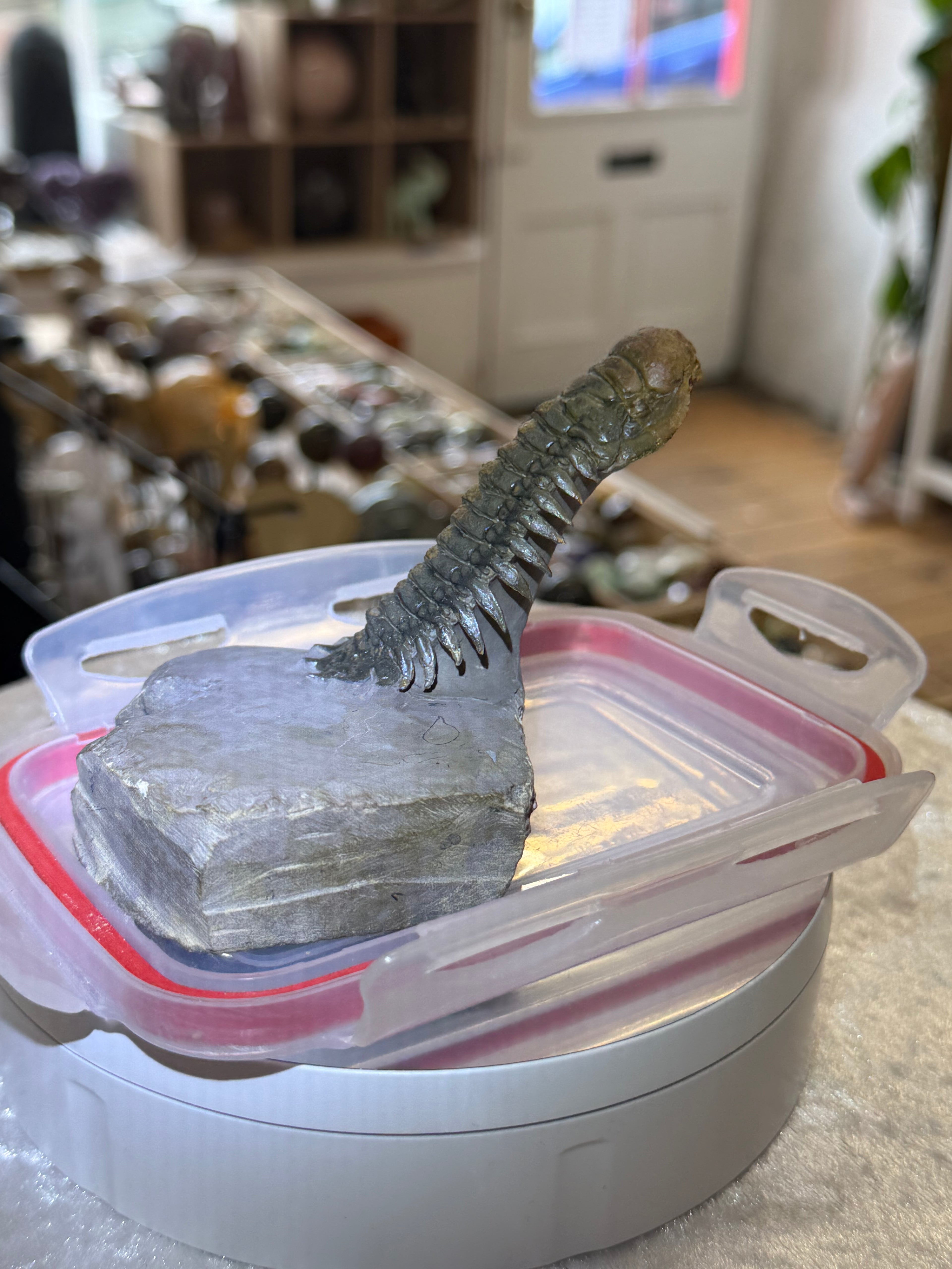 Moroccan Trilobite Fossil on Matrix