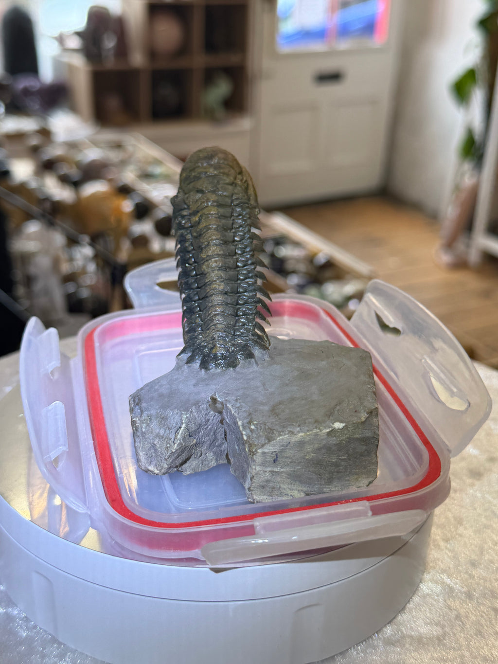 Moroccan Trilobite Fossil on Matrix
