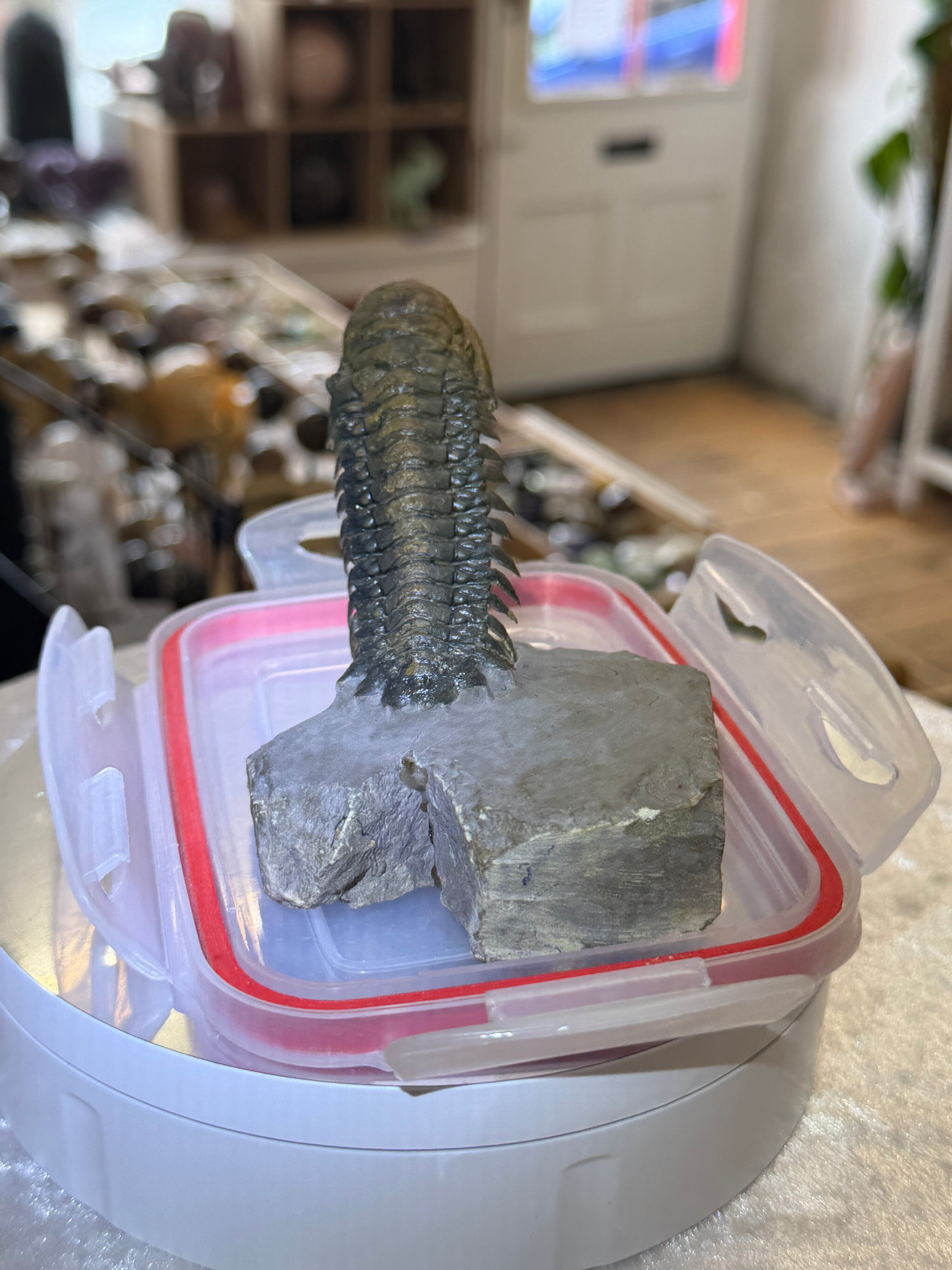 Moroccan Trilobite Fossil on Matrix