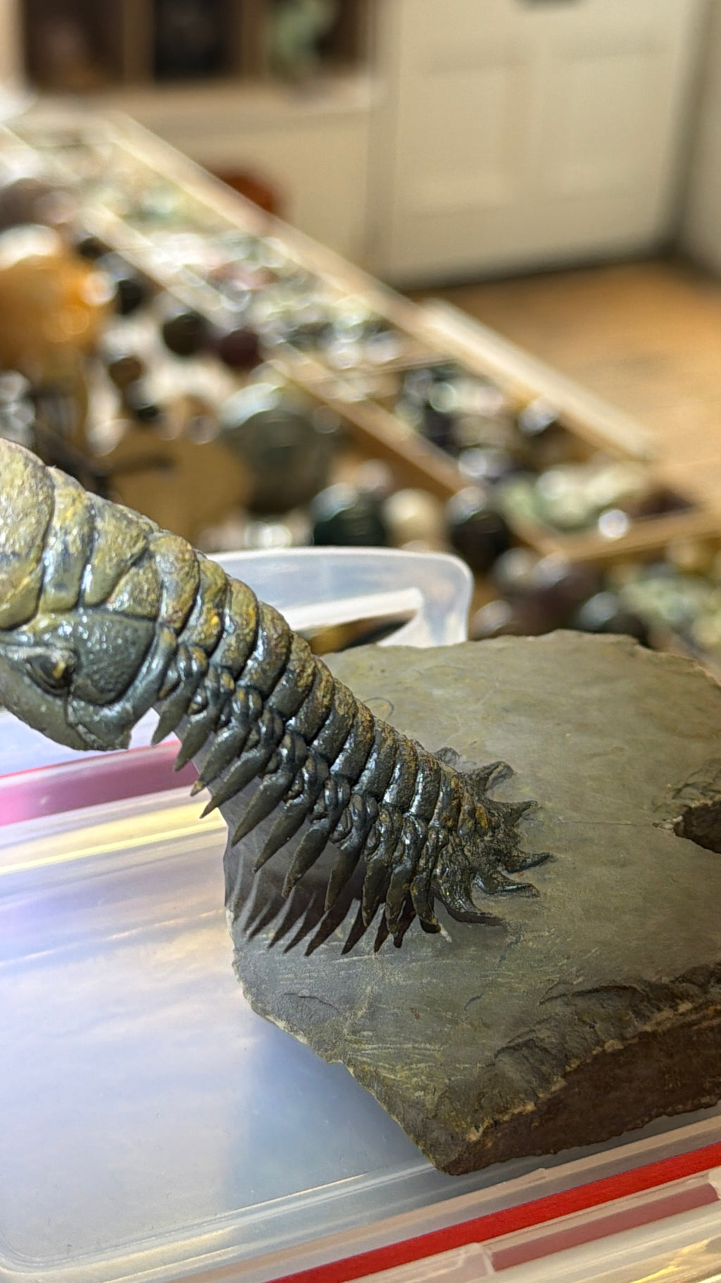 Moroccan Trilobite Fossil on Matrix
