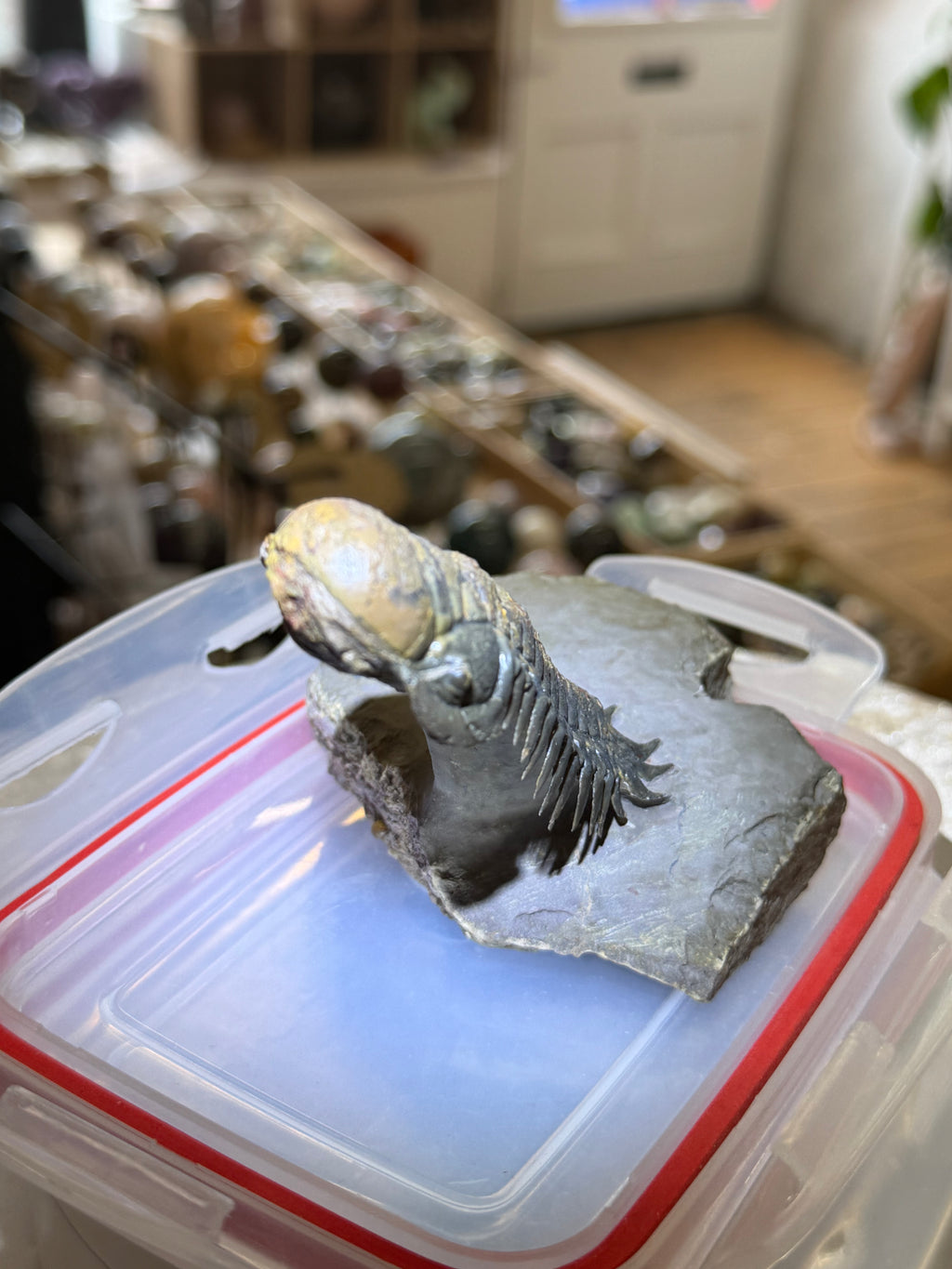 Moroccan Trilobite Fossil on Matrix