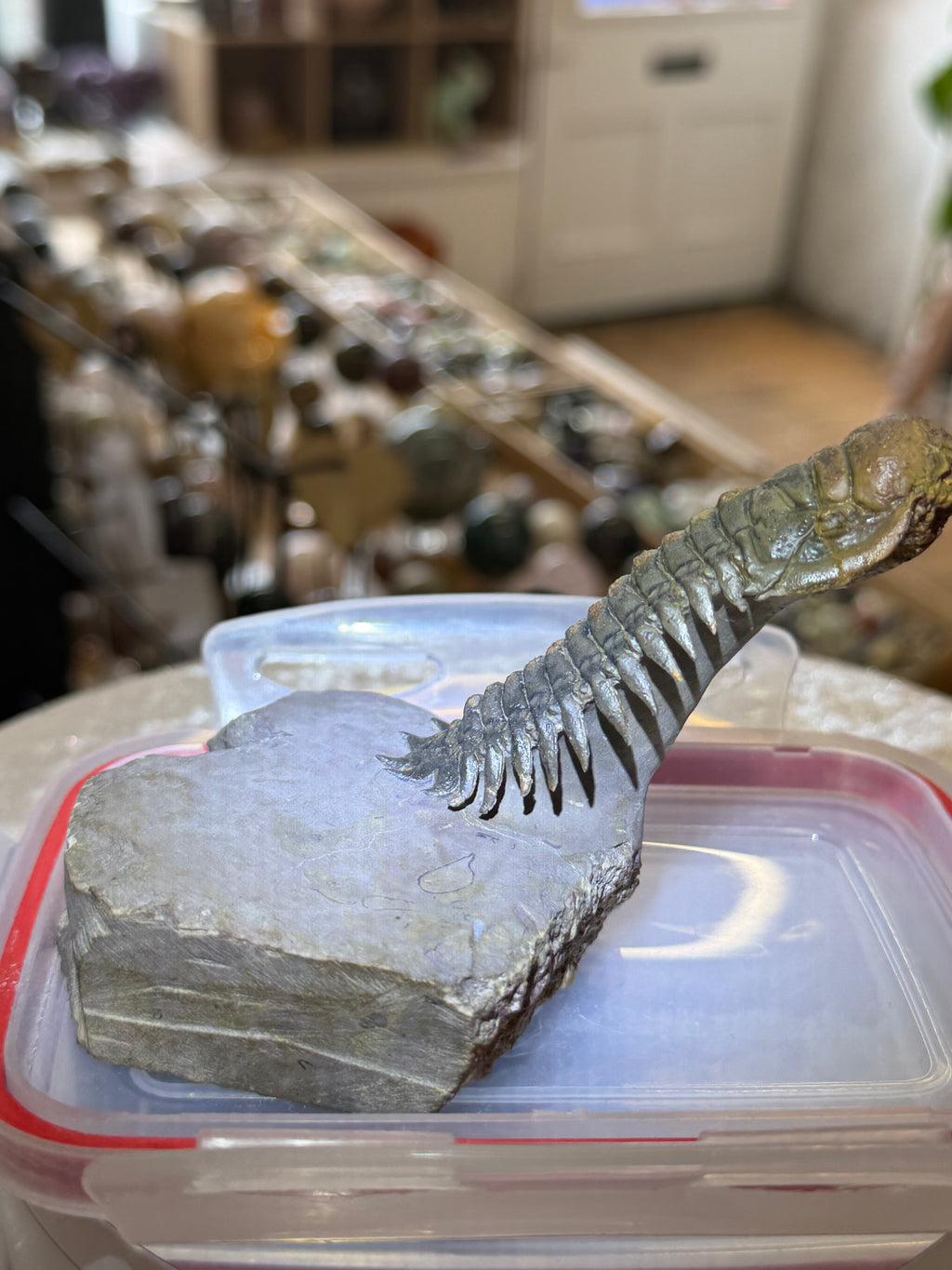 Moroccan Trilobite Fossil on Matrix