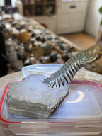 Moroccan Trilobite Fossil on Matrix