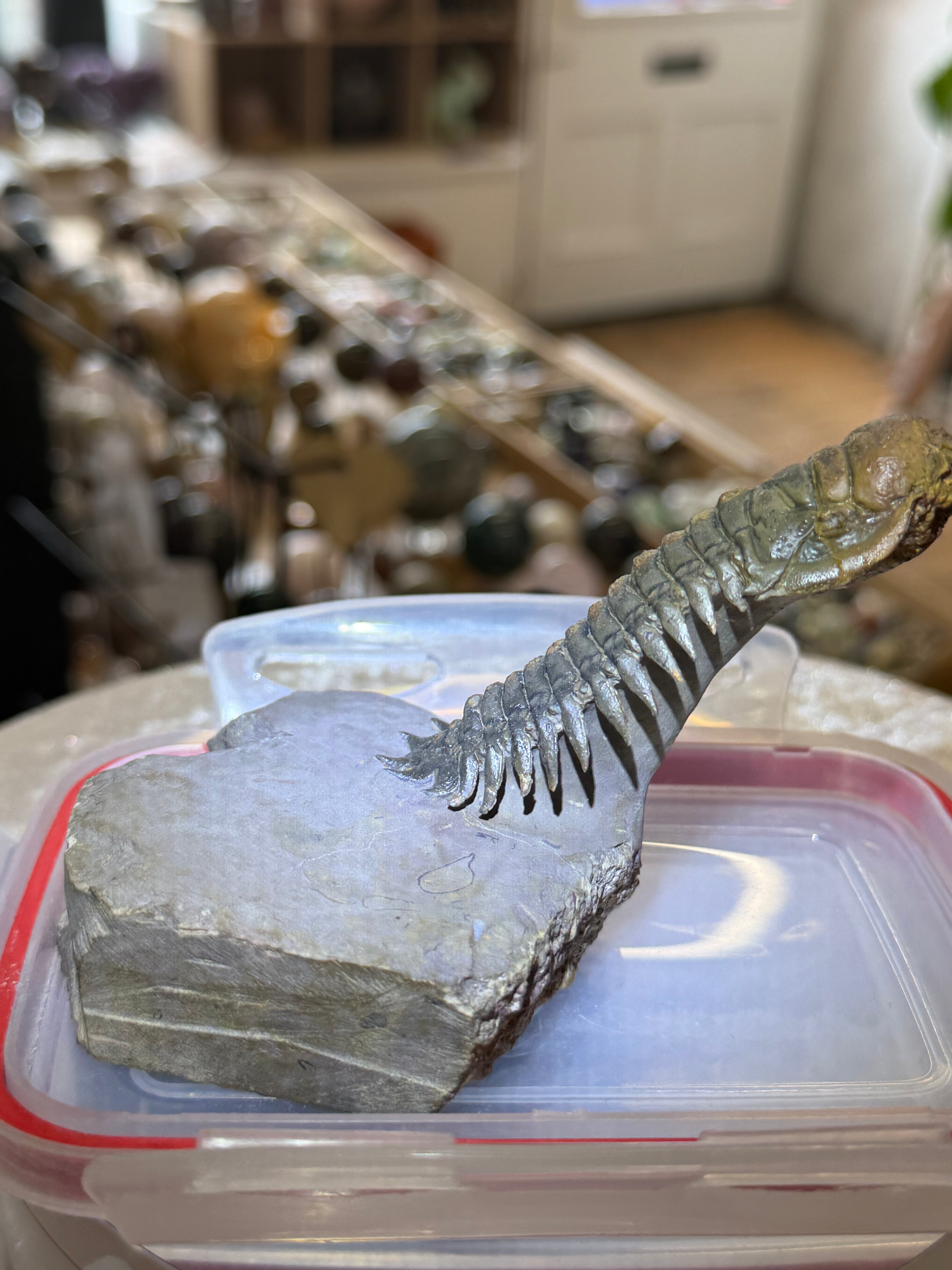 Moroccan Trilobite Fossil on Matrix