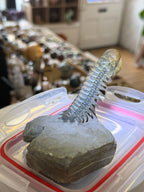 Moroccan Trilobite Fossil on Matrix