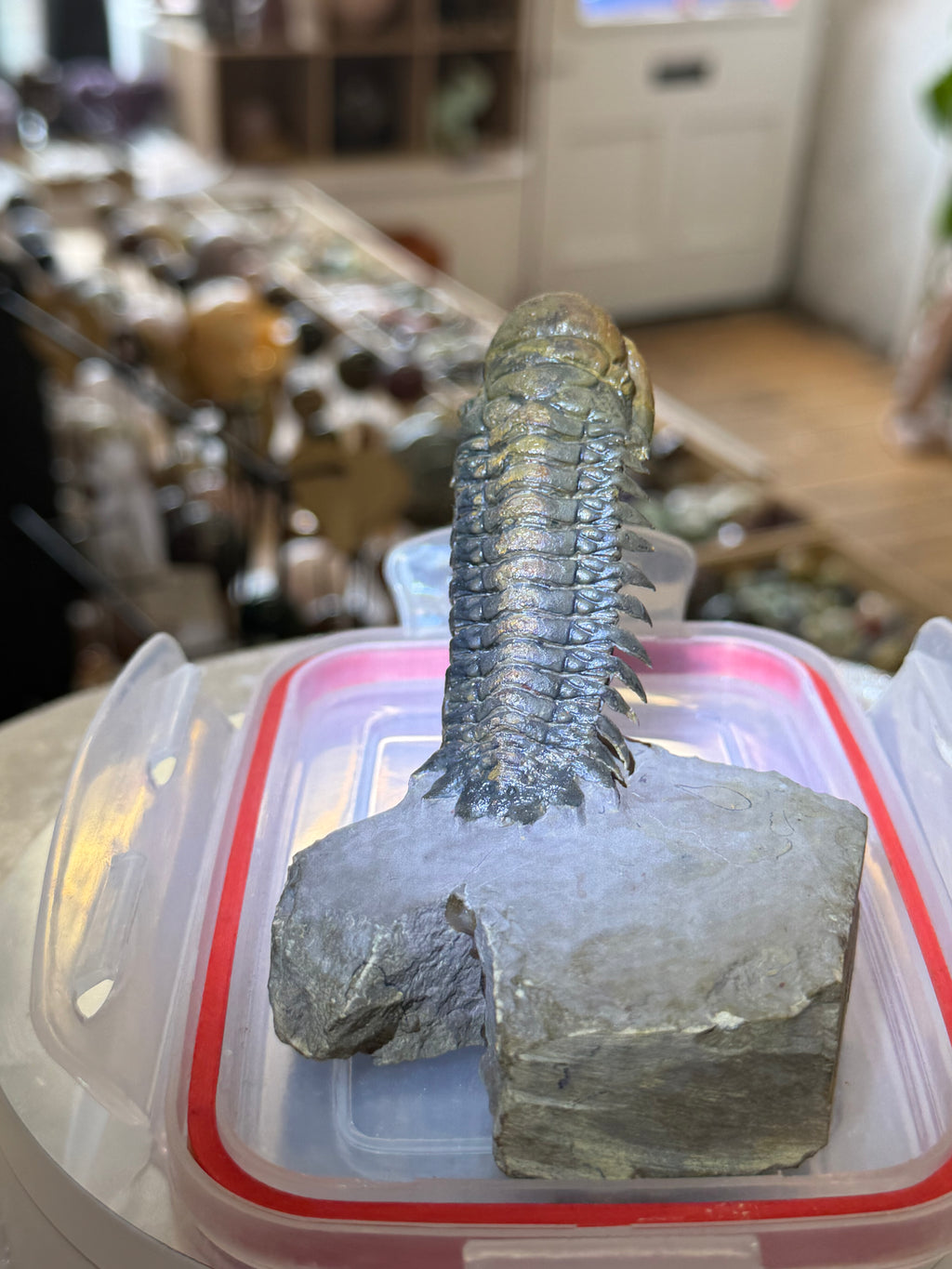 Moroccan Trilobite Fossil on Matrix