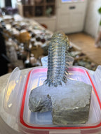 Moroccan Trilobite Fossil on Matrix