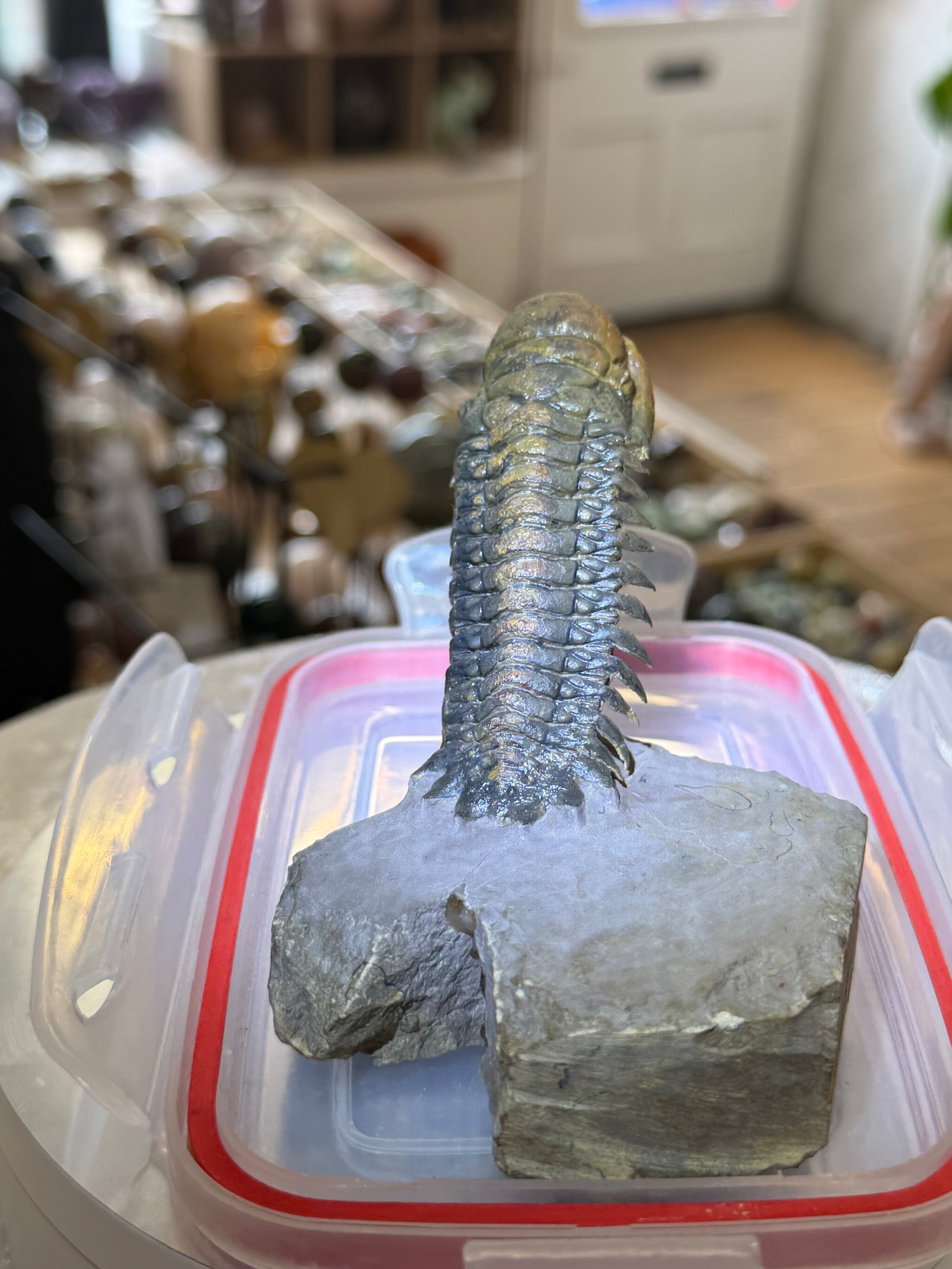 Moroccan Trilobite Fossil on Matrix