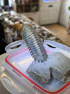 Moroccan Trilobite Fossil on Matrix