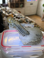 Moroccan Trilobite Fossil on Matrix