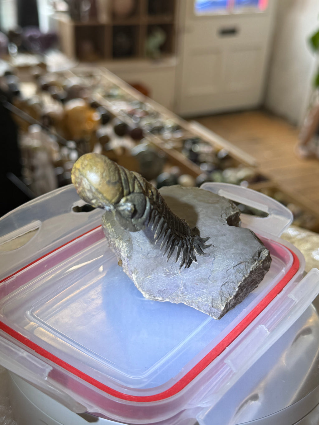 Moroccan Trilobite Fossil on Matrix