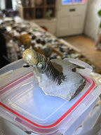 Moroccan Trilobite Fossil on Matrix
