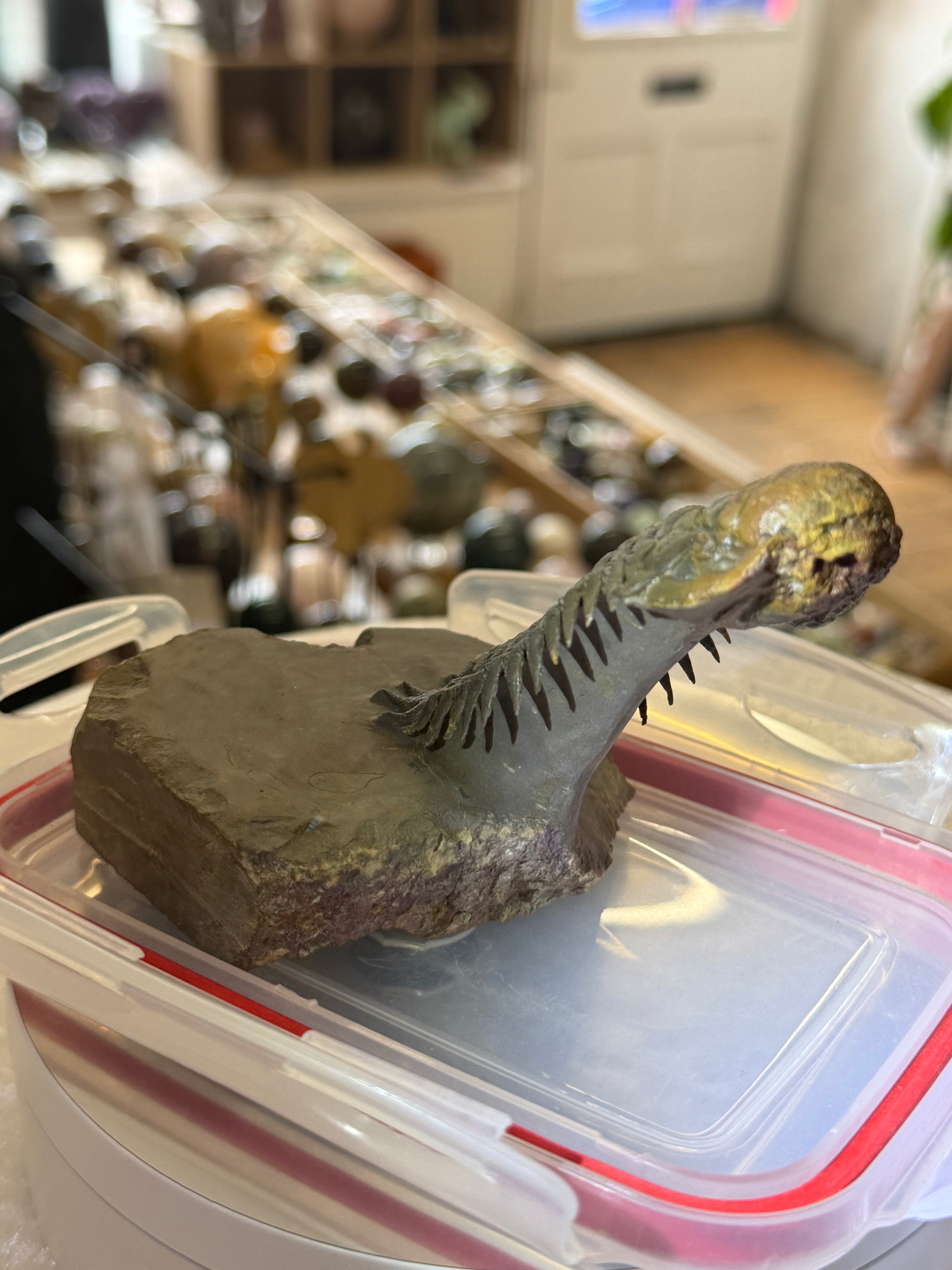 Moroccan Trilobite Fossil on Matrix