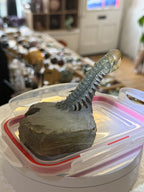 Moroccan Trilobite Fossil on Matrix