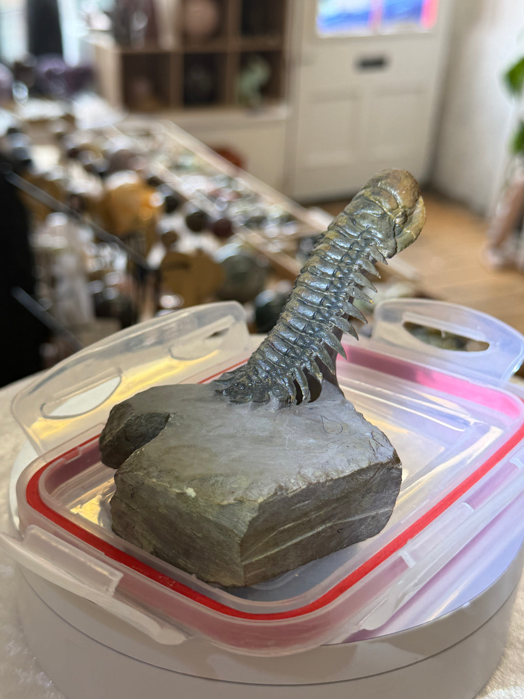 Moroccan Trilobite Fossil on Matrix