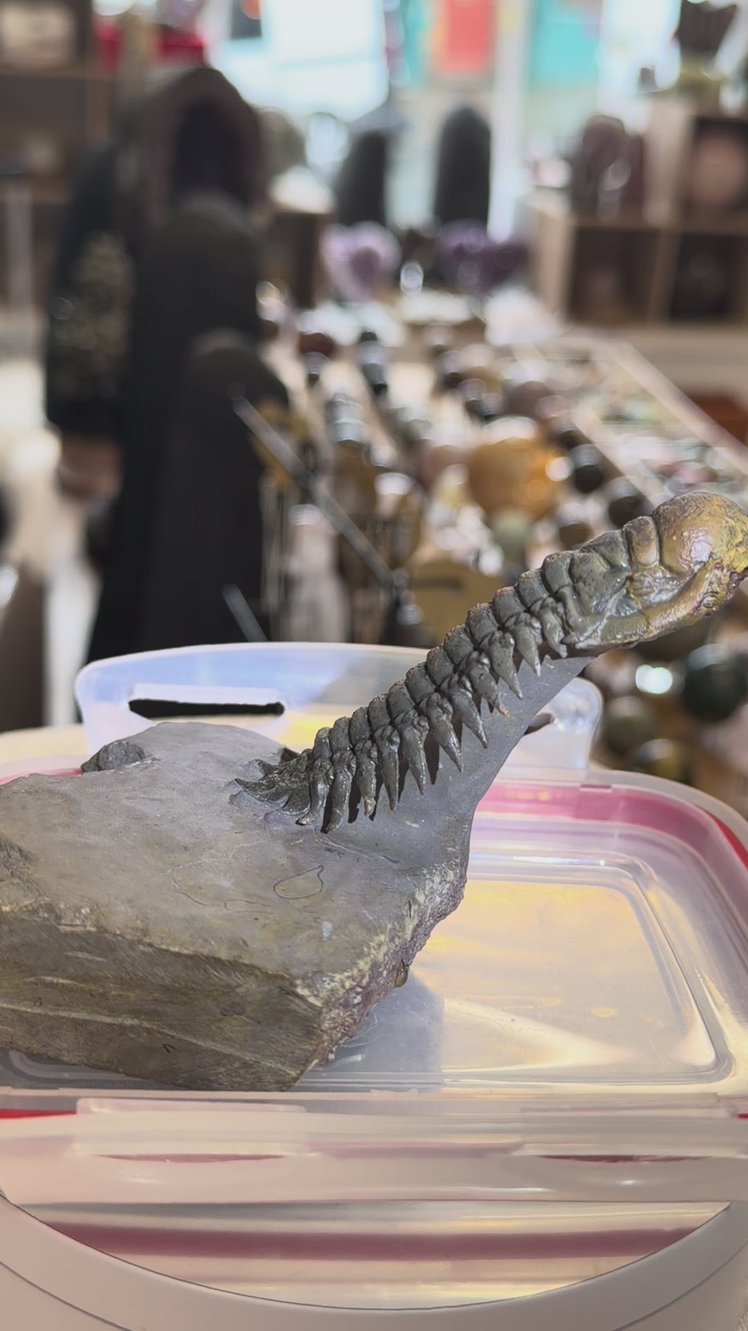 Moroccan Trilobite Fossil on Matrix
